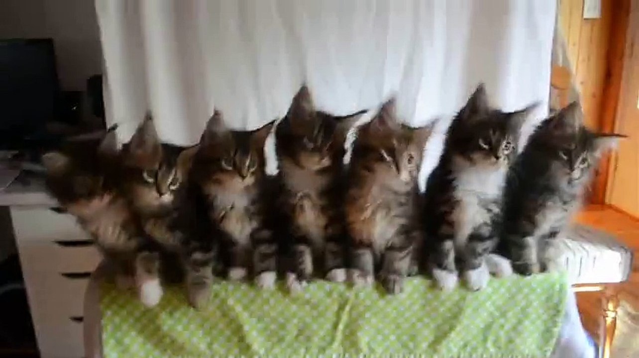 Dancing puppy cats