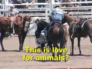 Steers Dragged at Cheyenne PRCA Rodeo