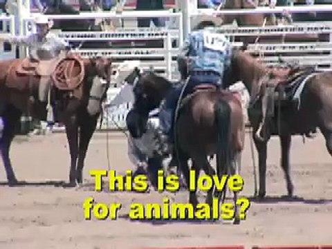 Steers Dragged at Cheyenne PRCA Rodeo