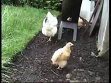 Hens, chicks and rabbits!  hencam chicks aged 4 - 10 weeks!