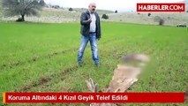 Koruma Altındaki 4 Kızıl Geyik Telef Edildi