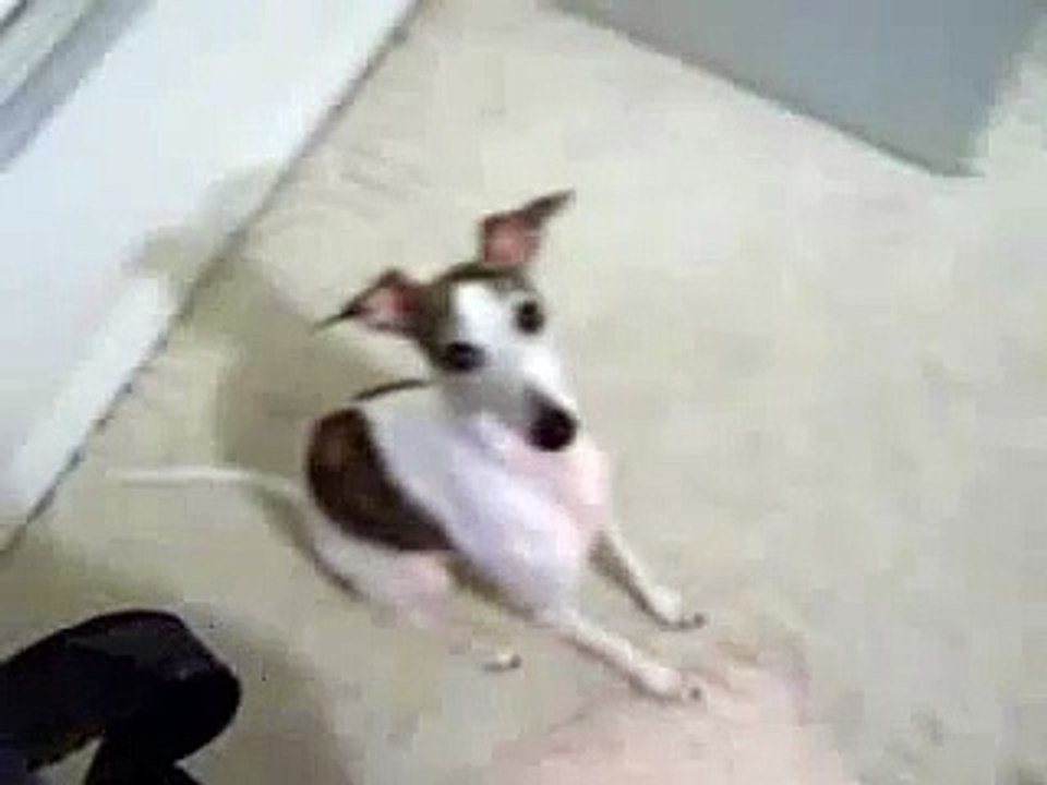 Talking Dog - "Run Around" Whippet