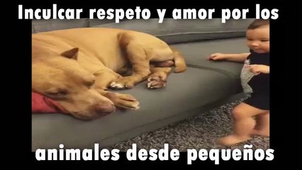 AMOR A LOS ANIMALES