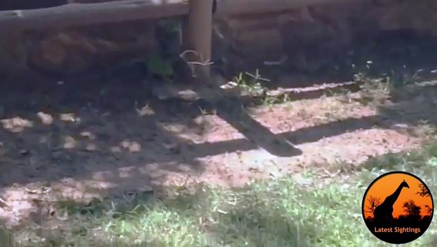 Snake (Female Boomslang) Hunts Chameleon - Latest