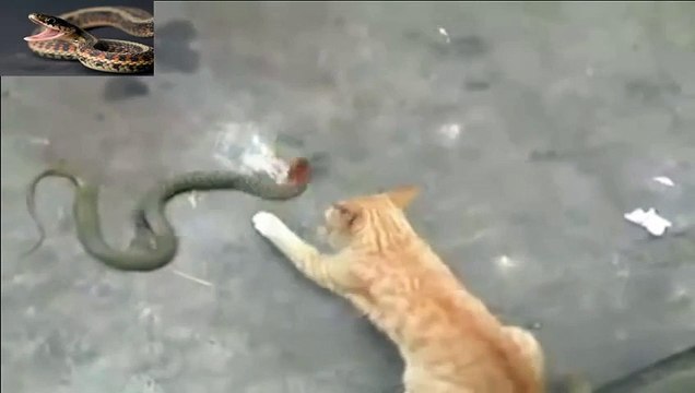 snake attack vs eagle best animals cobra attack kill vs phytoon snake