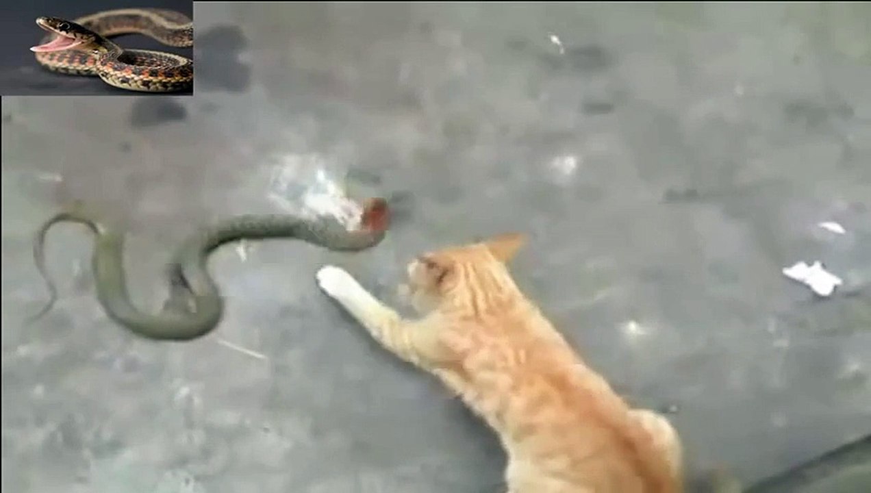 snake attack vs eagle best animals cobra attack kill vs phytoon snake