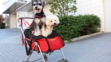 Komugi(Miniature Schnauzer)& Azuki(Bichon Frise) 35