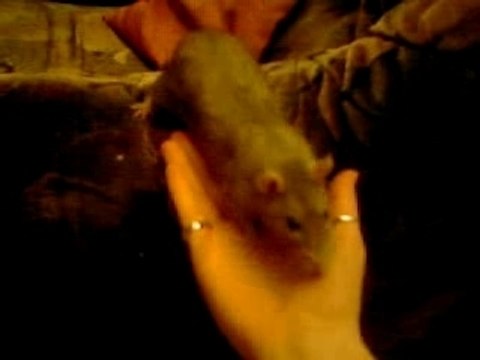 Coyote vient sur mon bras