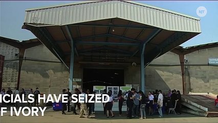 Thailand Makes Biggest-Ever Seizure Of Illegal Ivory