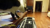Funny cats roaming all over the places