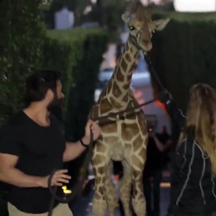 Dan Bilzerian sait faire la fête!