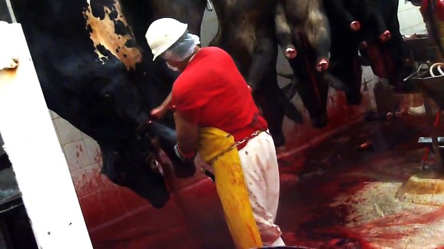 Sacrificio de Bovinos en un rastro tipo TIF