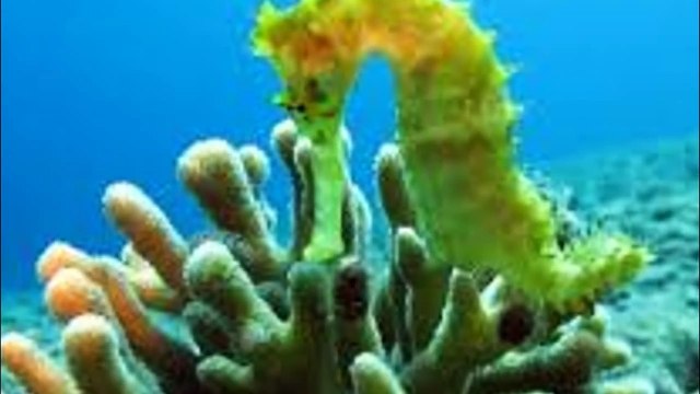 El caballito de mar/Documental Caballito de mar/Extincion