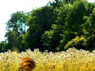 0119 - Reve de chenille