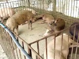 Cambodian Outreach Mission: Pig Farm