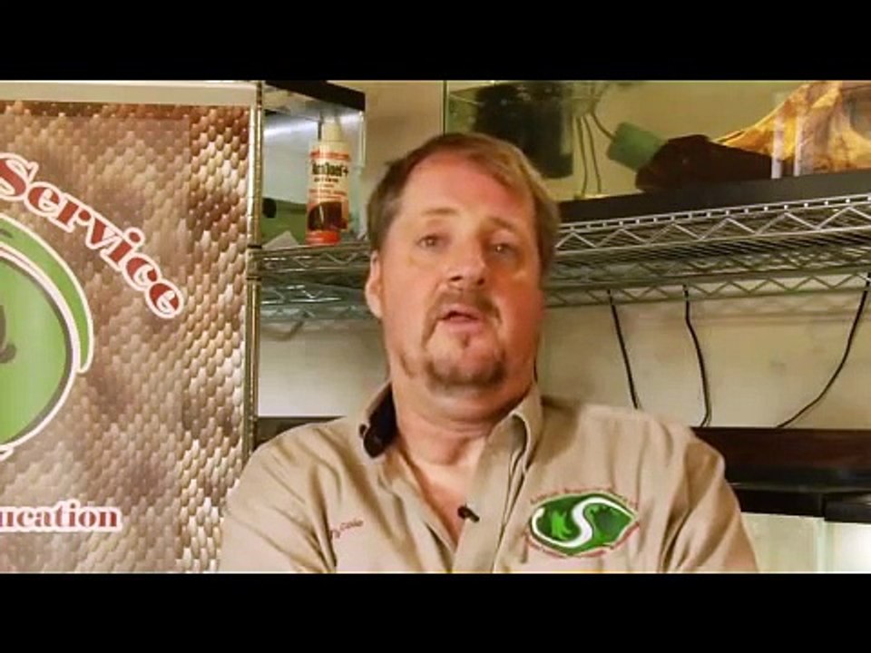 Pet Lizard Care : How to Take Care of Bearded Dragons