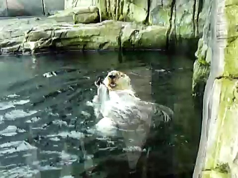 loutre adorable