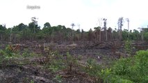 Brasil lidera o ranking de assassinatos de ambientalistas