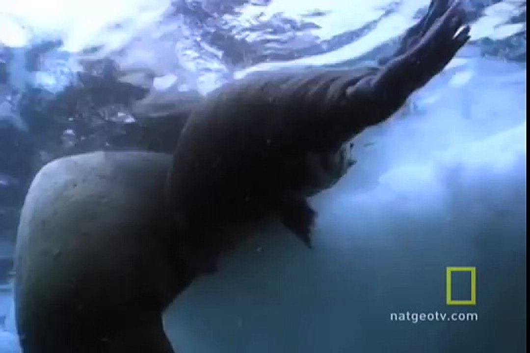 Walrus Mom and Baby Cuddle