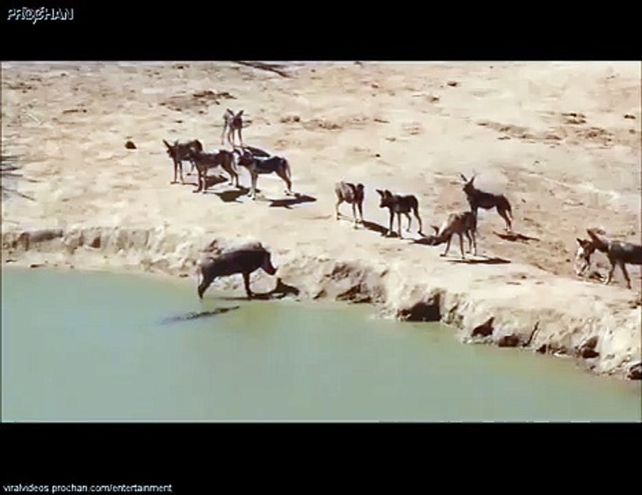 JAVALI ENTRE CROCODILO E CÃES SELVAGENS !