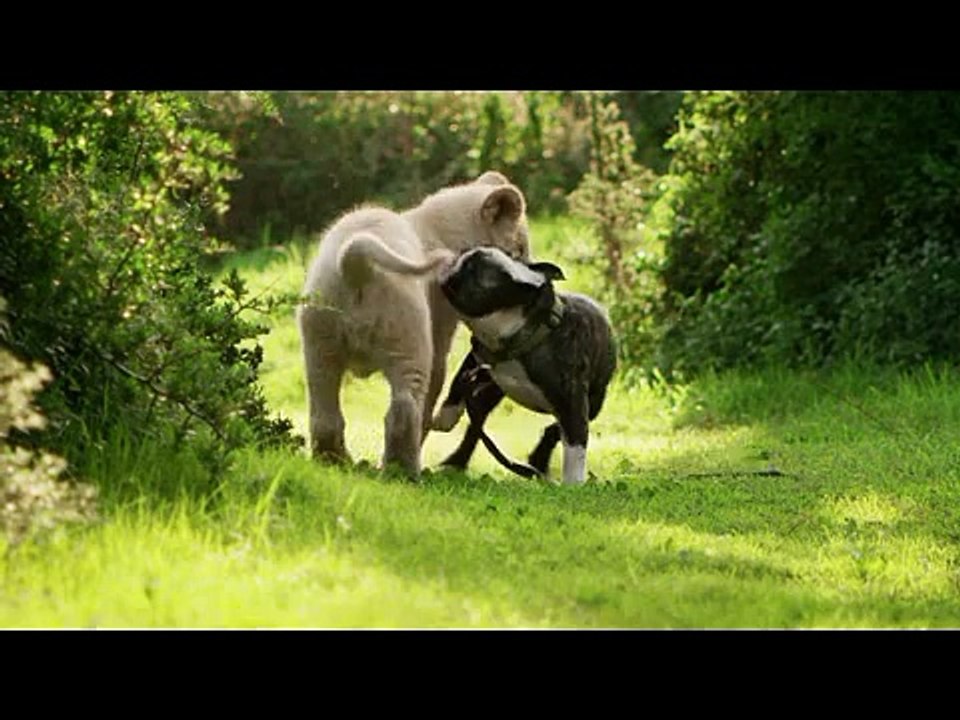 Funny Commercial --Android