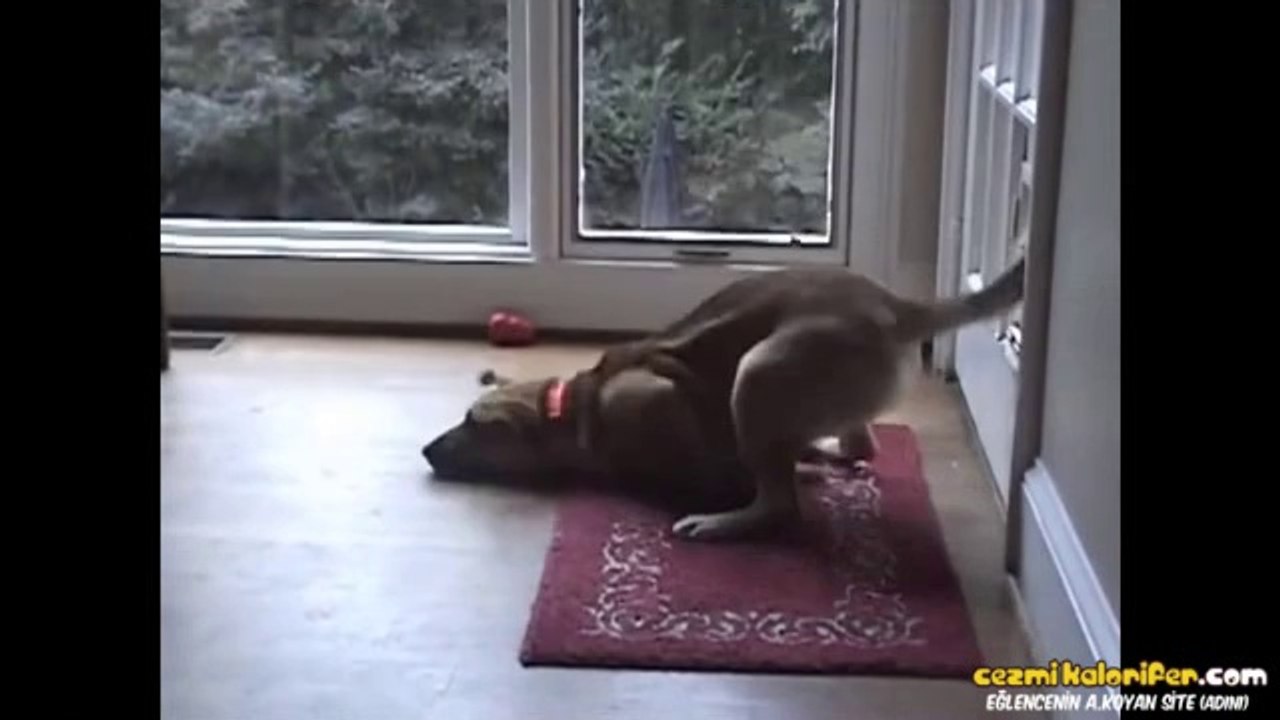 Şapşirik Köpekler