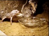 Leopardgeckos eating mealworms