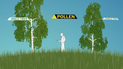 Why seasonal allergies make you miserable