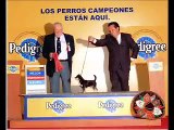 Chihuahua dog  / perros Chihuahueños Mexicanos CRIADERO MONT ROUGE MÉXICO kennel