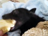 Rescued Fruit Bat's Happiness Returns With a Banana