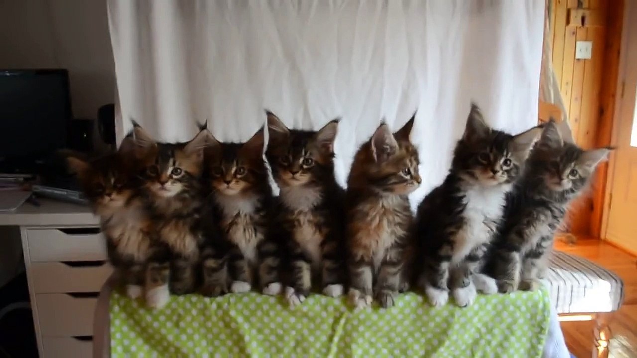 Seven Cute Kittens With Great Reflexes