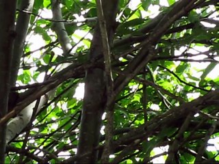 Verschiedene Vogelstimmen