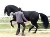 الحصان الاندلسى الرهييييييب