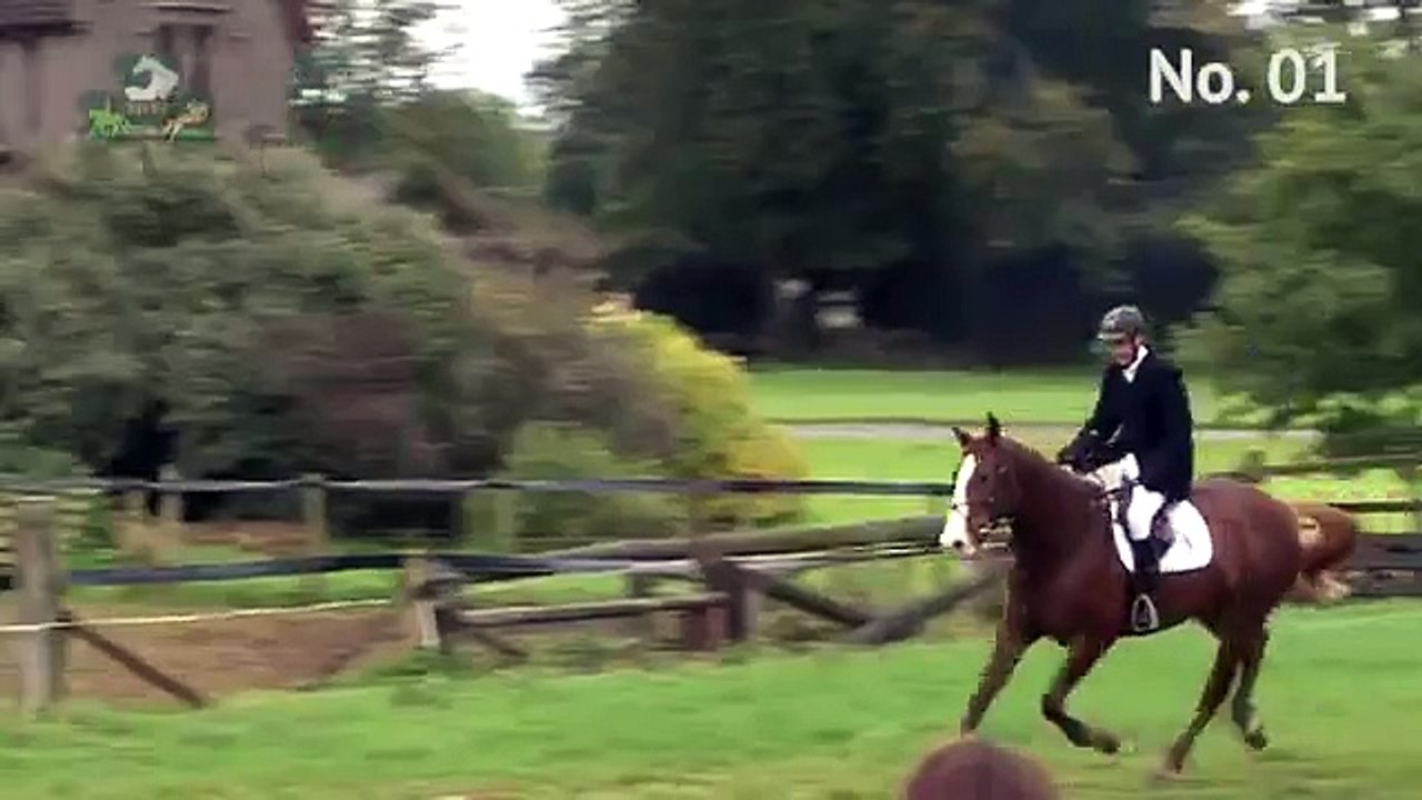 TIHA Hunter Show and Go - 1