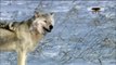 NATURE | Cold Warriors: Wolves and Buffalo Preview | PBS