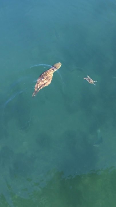 Un poulpe chasse un crabe : violent!