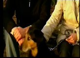 Hund Aggressionen gegen Artgenossen Teil 2 - Michael Bolte und Hund Luna