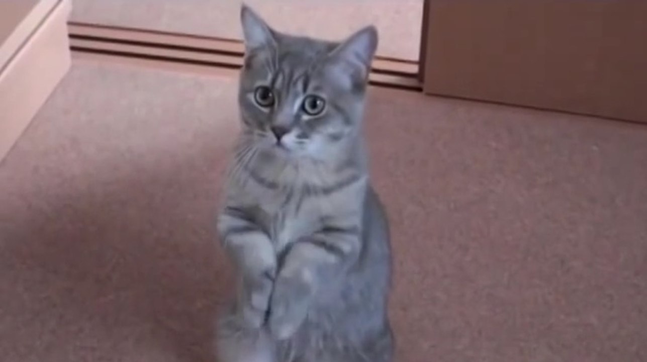 This Cutest Cat Begging will melt your heart