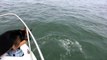 Overboard Maverick- Dog jumps on Dolphins (Really Funny-Must See)