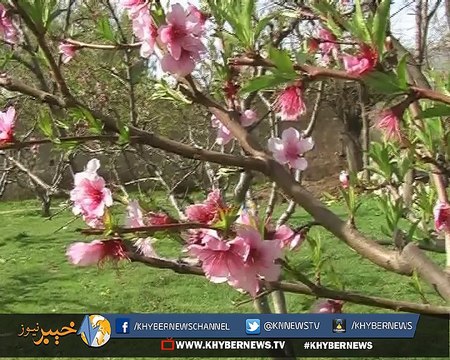 دیر، بہار کی آمد سے دیر کی خوبصورتی میں مزید اضافہ