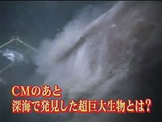 深海の巨大サメ　オンデンザメ　Pacific Sleeper Shark