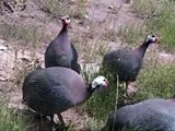 Short Clips... Male Guinea Fowl Sounds