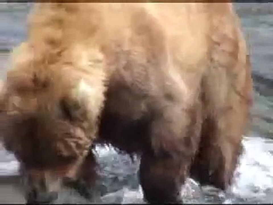 XXXpedition - watching the Alaskan Coastal Brown Bear