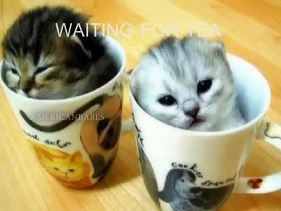 Top Best 10 Funny Cats Compilation Funny Cats fullHD   Funny Cats Commercials