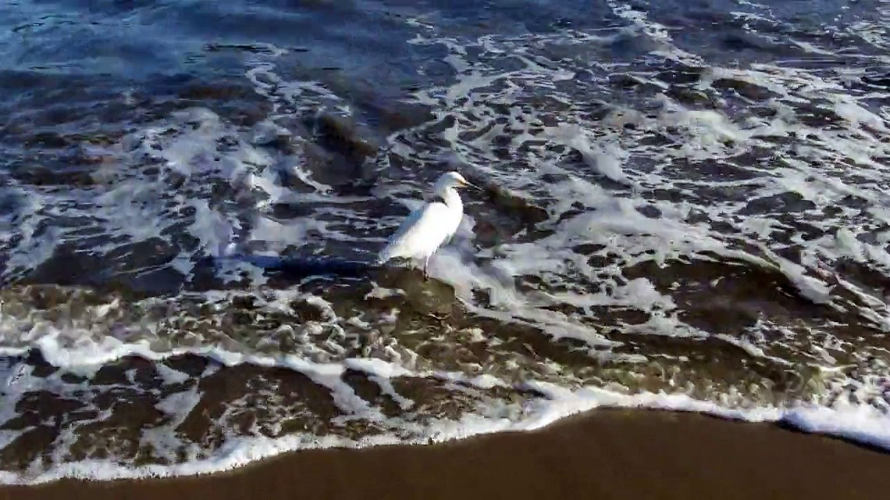 Aigrette