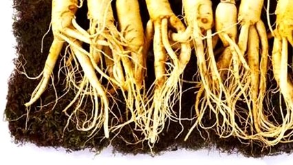 Hướng dẫn cách sử dụng nhân sâm tươi có lợi cho sức khỏe