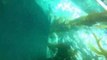 Divers Encounter Majestic Gray Whale Off the California Coast