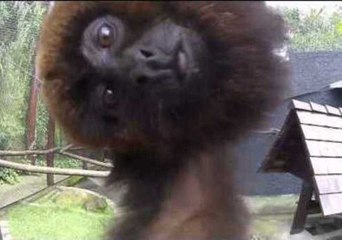 Brown Howler's Star Turn in Front of the Camera