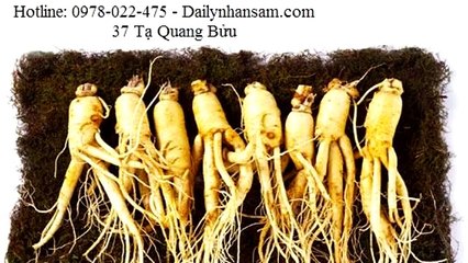 Địa chỉ nào bán nhân sâm tươi Hàn Quốc chính hãng