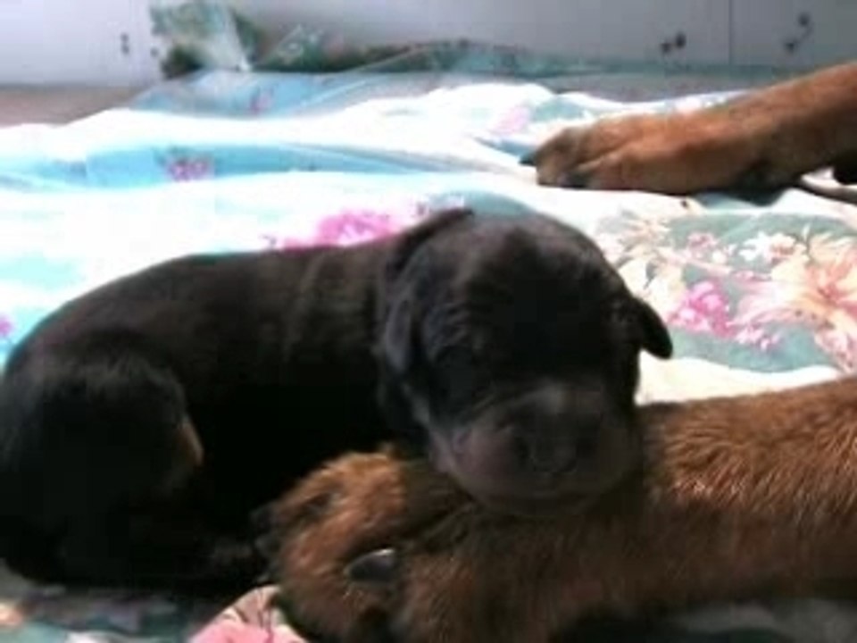 chiots beauceron à 1 jour